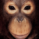 Illustration for article titled Primate portraits invite you to see apes as individuals